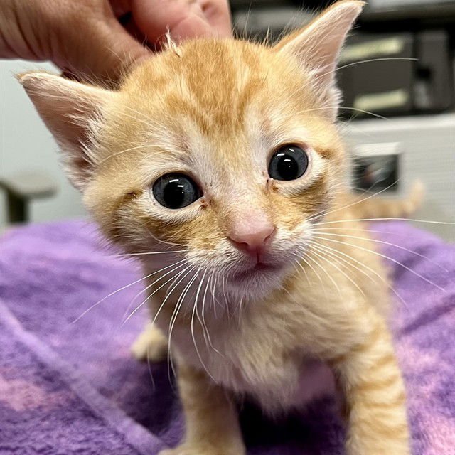 KITTEN 2 - Domestic Short Hair available for adoption