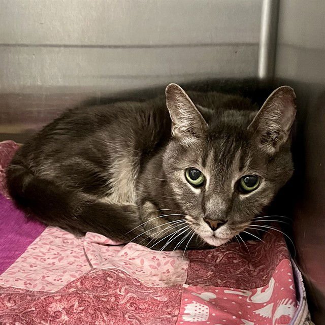 ROMEO - Domestic Short Hair available for adoption