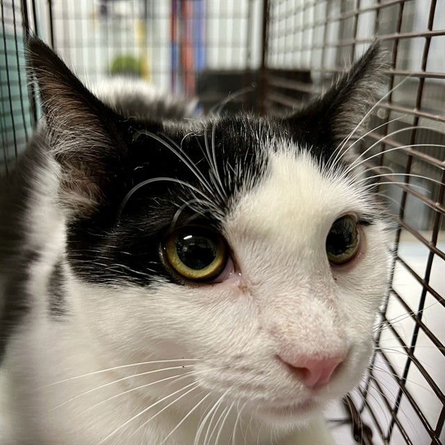 PENELOPE - Domestic Short Hair available for adoption