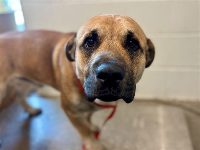 YOGI - Basset Hound / Labrador Retriever available for adoption