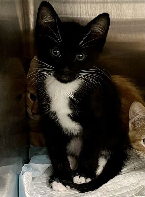 FINN - Domestic Short Hair available for adoption