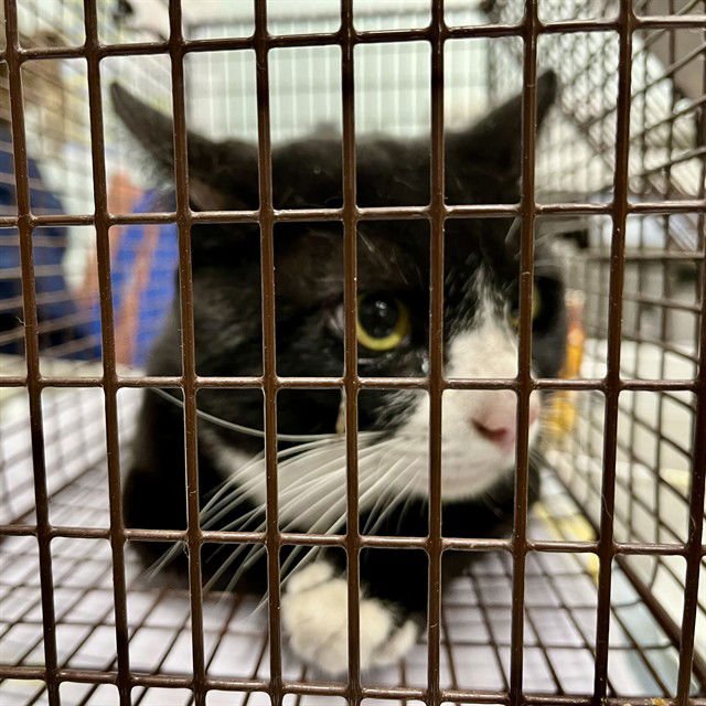 LORD FEATHERINGTON - Domestic Short Hair available for adoption