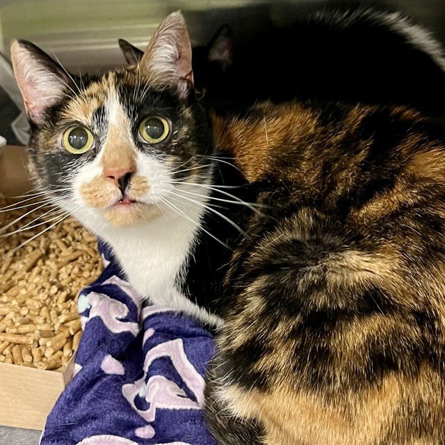 ZELDA - Domestic Medium Hair available for adoption