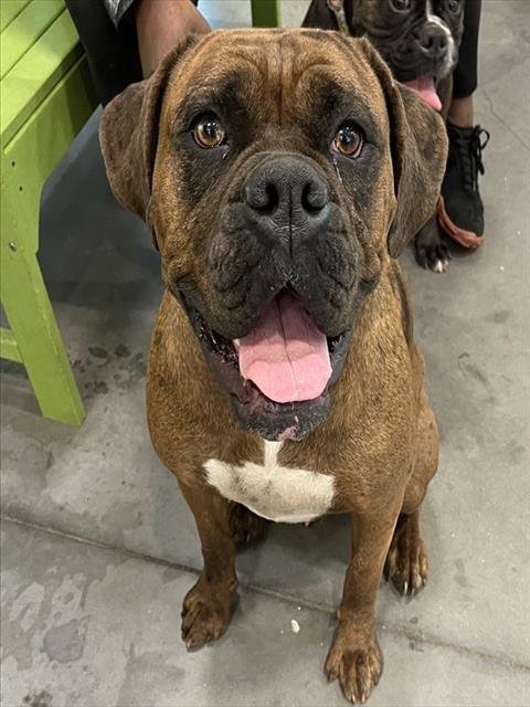 SPOTTY - Boxer / English Bulldog available for adoption