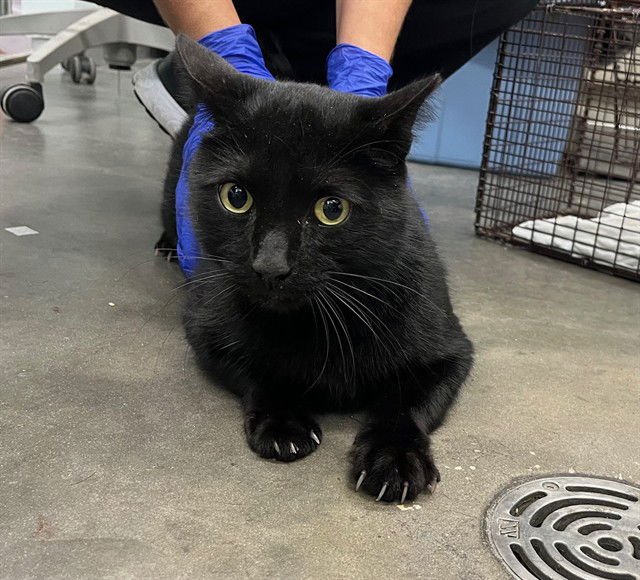 RICK - Domestic Short Hair available for adoption