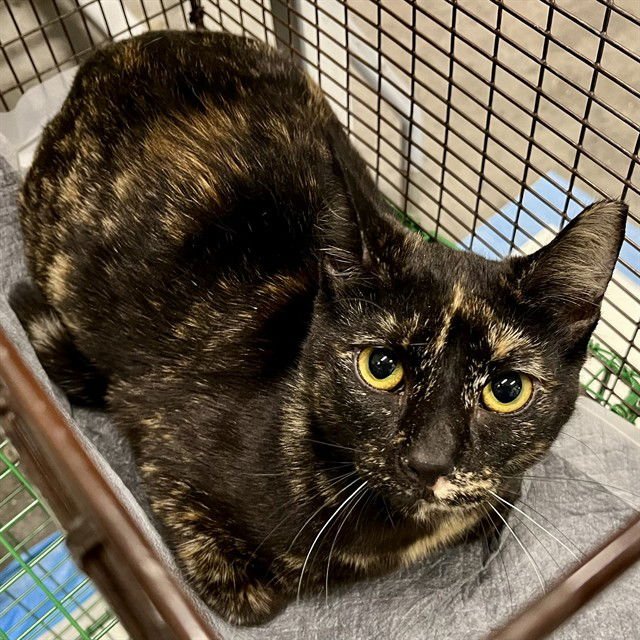 PHILIPA - Domestic Short Hair available for adoption