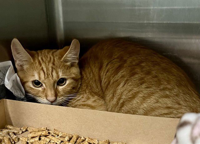 BART - Domestic Short Hair available for adoption