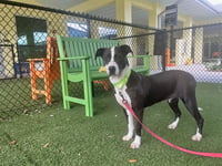 ELOISE - Photo 1