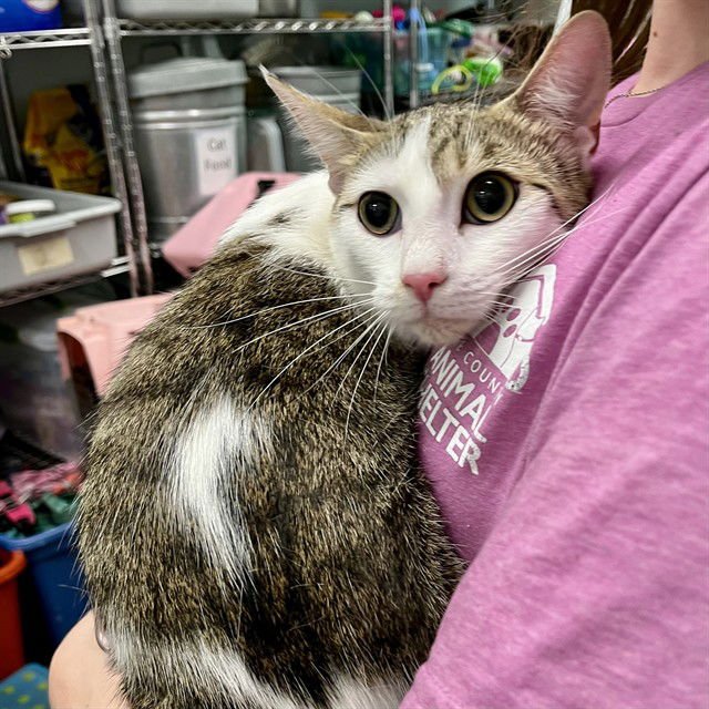 MONKEY - Domestic Short Hair available for adoption