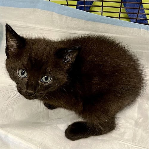 ARTIC - Domestic Short Hair available for adoption