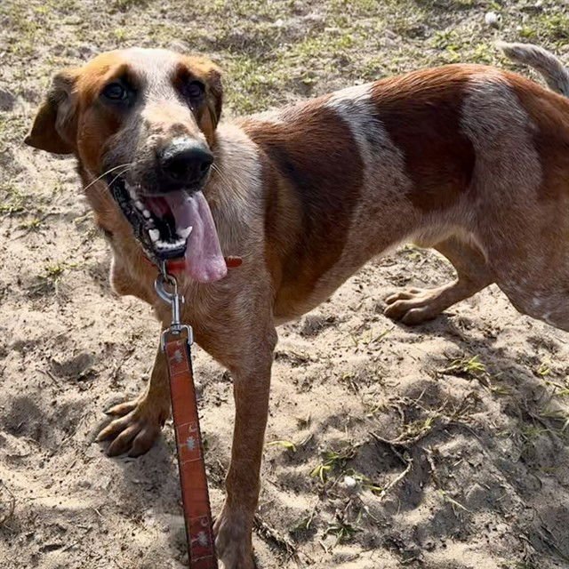 ROOSTER - English Coonhound available for adoption