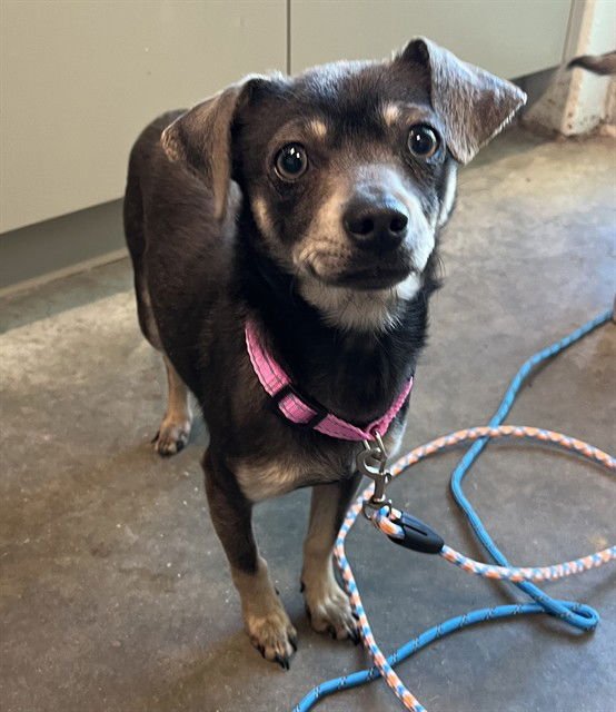 DIAMOND - Chihuahua available for adoption