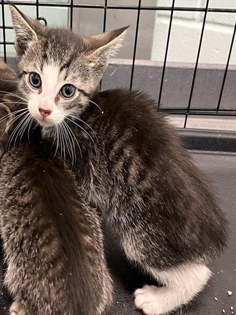 HARLEY - Domestic Short Hair available for adoption