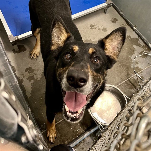 LILAC - German Shepherd Dog available for adoption