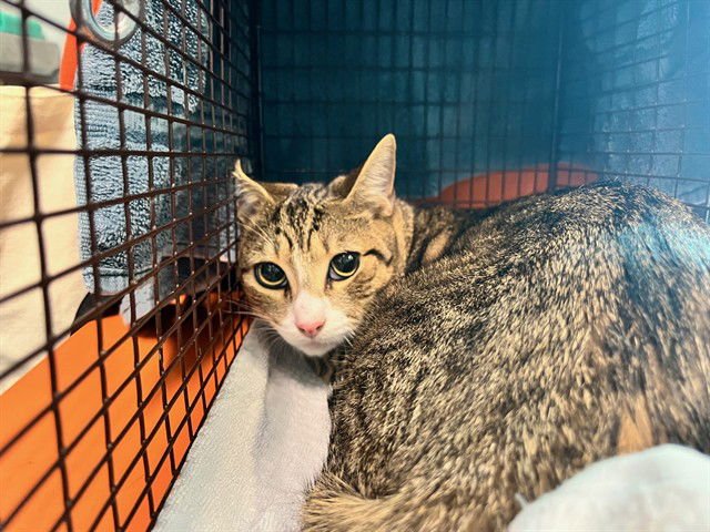 BANDIT - Domestic Short Hair available for adoption