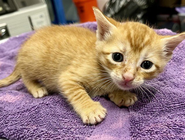 KITTEN 3 - Domestic Short Hair available for adoption