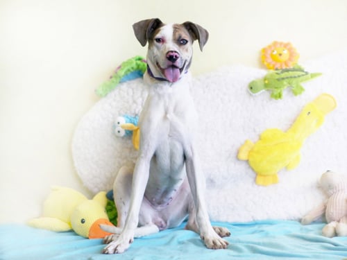 JASMINE - American Pit Bull Terrier / American Foxhound available for adoption