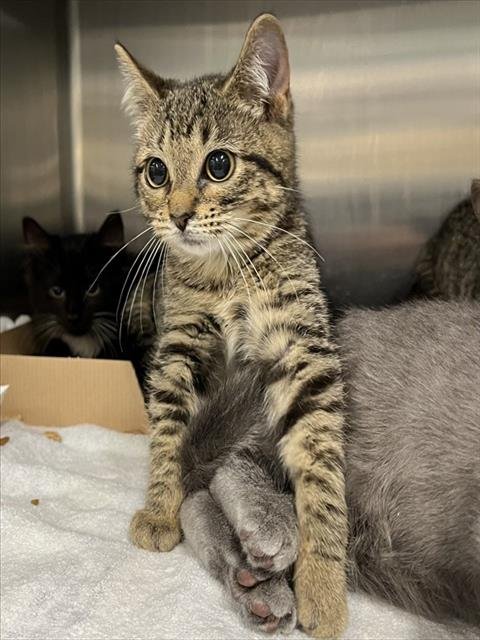 MOON - Domestic Short Hair available for adoption