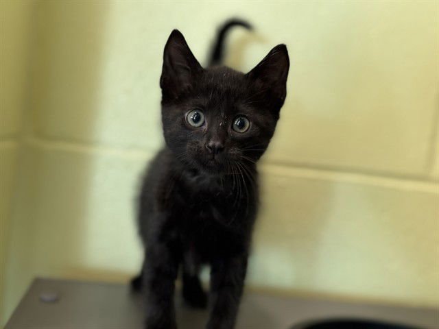 WOODY - Domestic Short Hair available for adoption