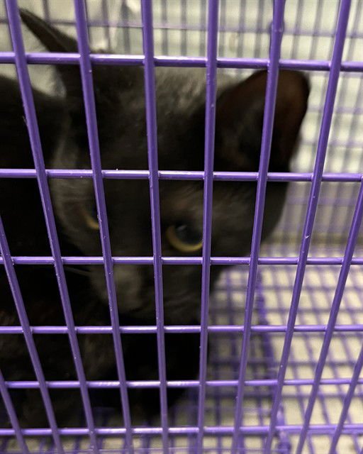 A078817 - Domestic Short Hair available for adoption