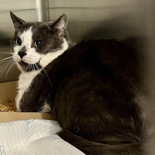 VERNON - Domestic Short Hair available for adoption