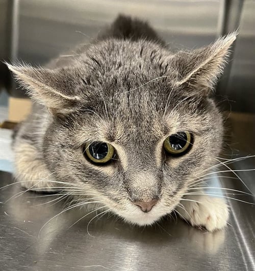 MISTY - Domestic Short Hair available for adoption