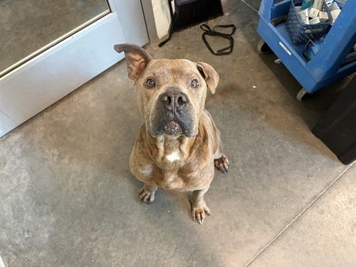 LENNY - Boxer available for adoption