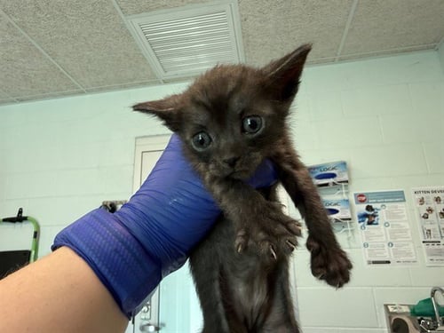 DALLAS - Domestic Short Hair available for adoption