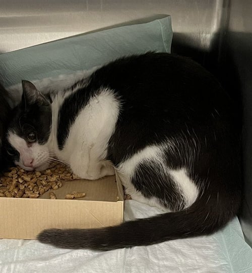 JESI - Domestic Short Hair available for adoption