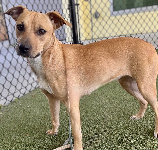 TERRA - Black Mouth Cur available for adoption