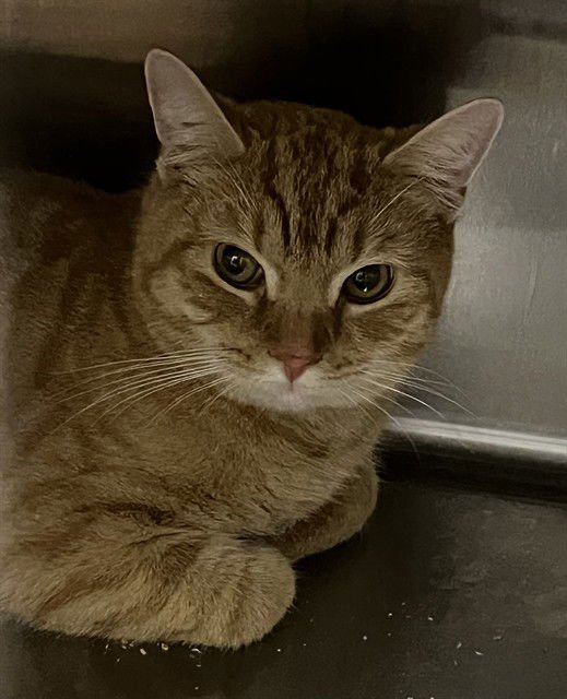 OLIVER - Domestic Short Hair available for adoption