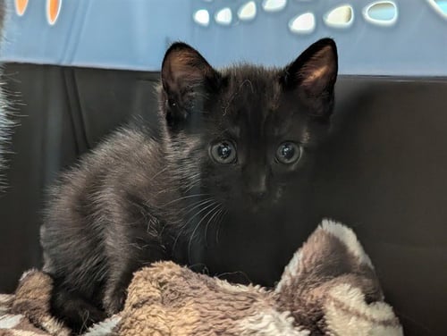 LIMA - Domestic Short Hair available for adoption