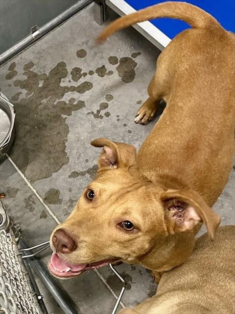 POPPY - Carolina Dog available for adoption