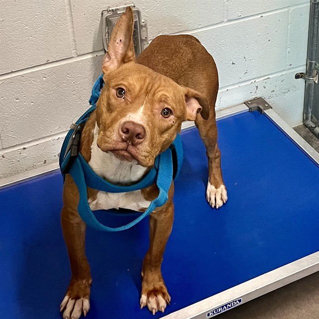 CHIVE - American Pit Bull Terrier available for adoption