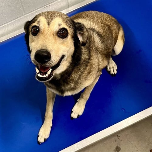 TAJ - Beagle / German Shepherd Dog available for adoption