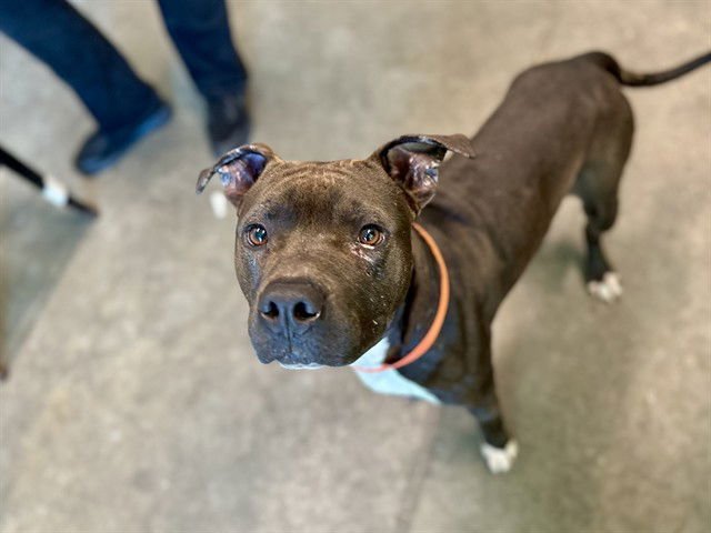 PRINCE - American Pit Bull Terrier available for adoption