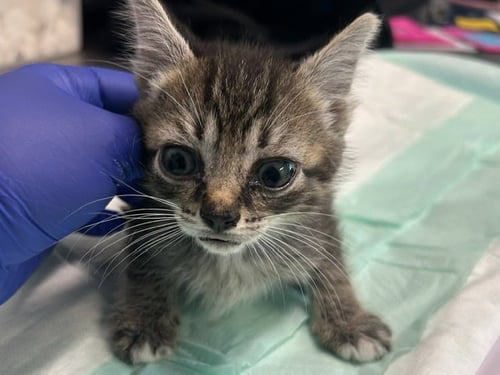 NO COLLAR - Domestic Short Hair available for adoption