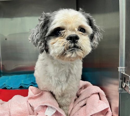 JELLYBEAN - Shih Tzu available for adoption