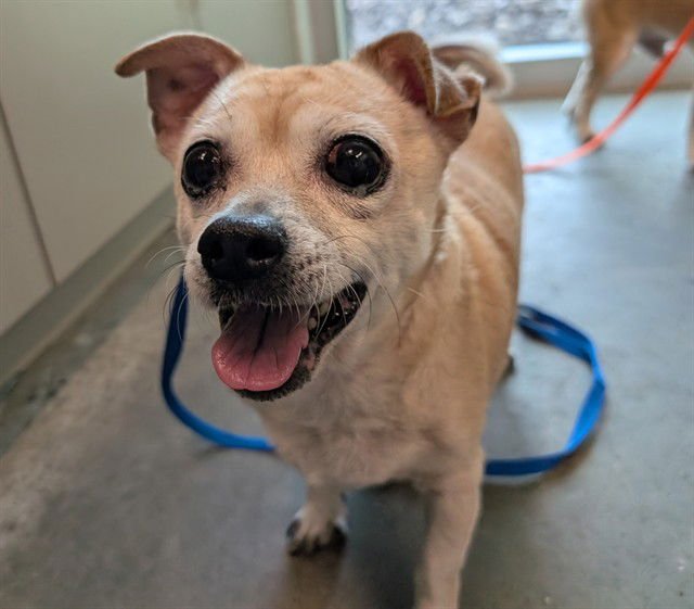 TWEETER - Chihuahua available for adoption