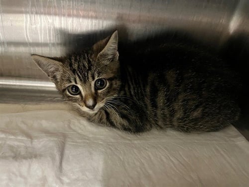 PARIS - Domestic Short Hair available for adoption