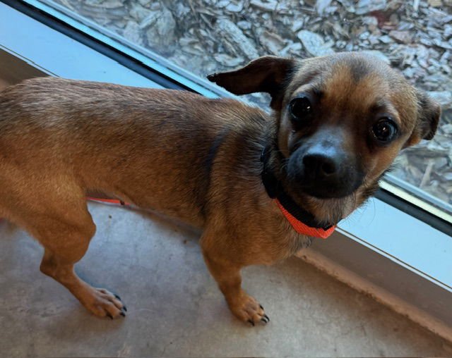 CARMEN - Chihuahua available for adoption