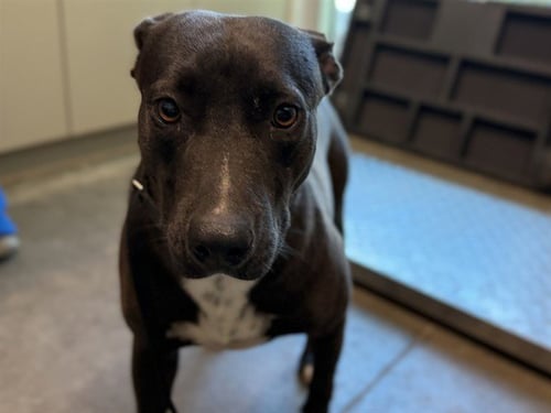 BIRCH - American Pit Bull Terrier available for adoption