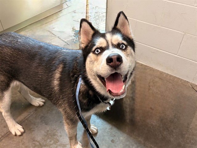 CHIKO - Siberian Husky available for adoption