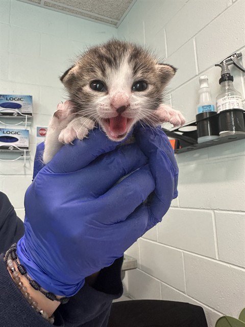 KITTEN 2