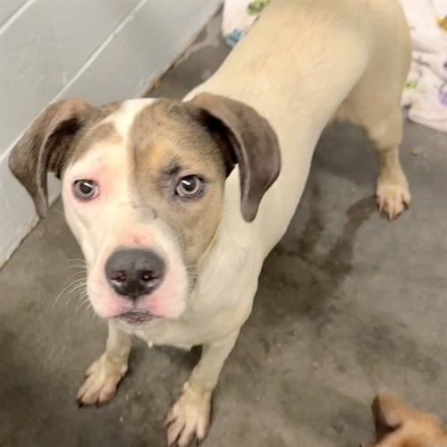 VIOLET - Pointer available for adoption