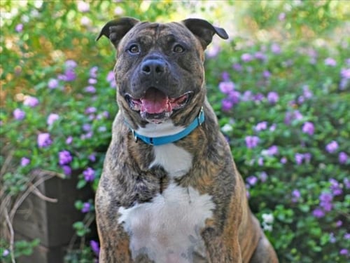 CHESTER - Plott Hound available for adoption