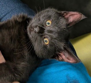 MICHELLE - Domestic Short Hair available for adoption