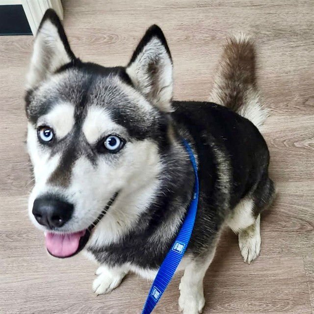 WENDY - Siberian Husky available for adoption