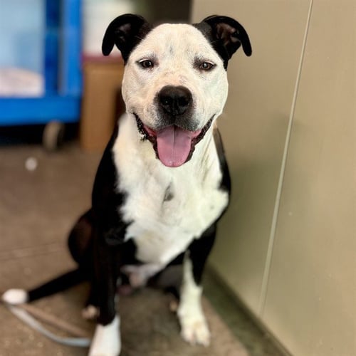 BUMBLE BEE - American Bulldog available for adoption