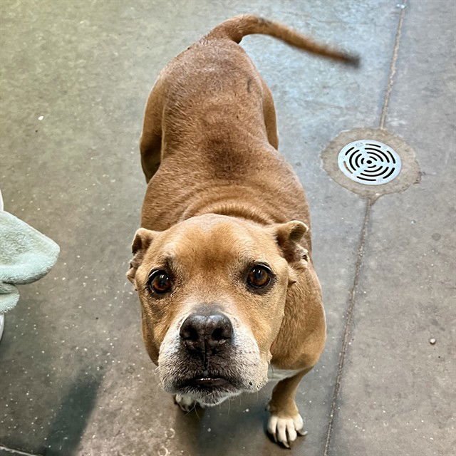 GRAN - Staffordshire Bull Terrier available for adoption